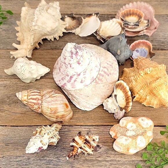 Natural Seashell and Coral Collection 10 shells & clam shells - Picture 1 of 13